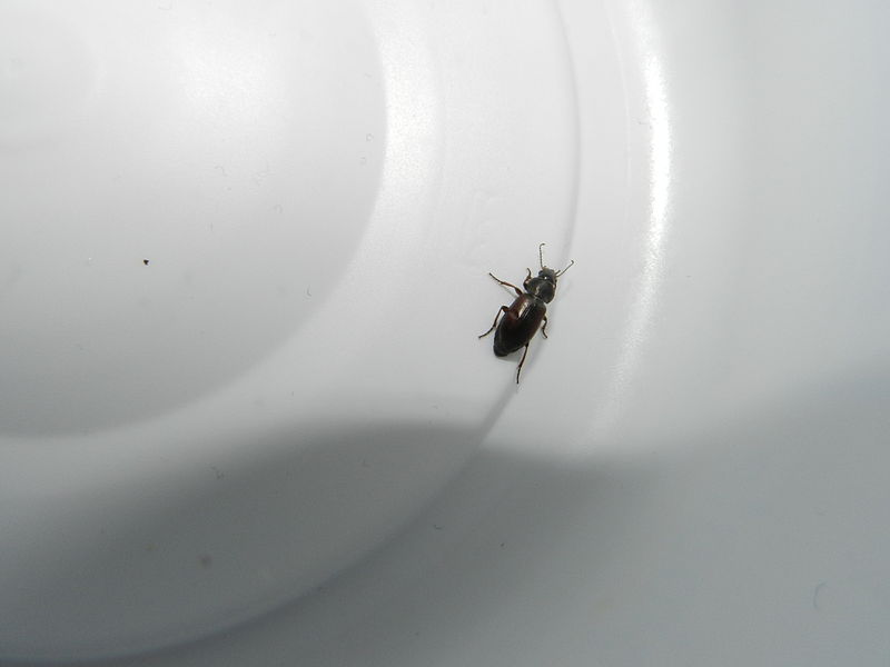 File:Unidentifed beetle 02.jpg