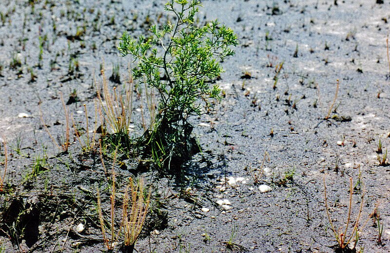 File:Drosera filiformis, NJ.jpg