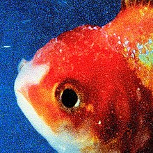Low quality photograph of a goldfish's head