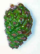 Immature female pine cone