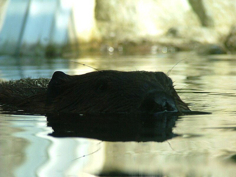 File:TZ Beaver.jpg