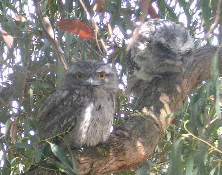 File:Tawny frogmouths close-up.jpg