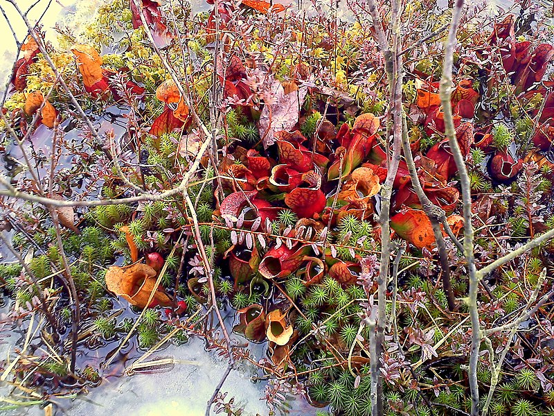 File:Pitcher plants in the Linn Run bog..jpg