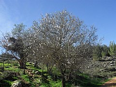 פריחת השקד באזור ביתר עילית