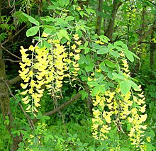 Laburnum anagyroides zloty kitkowc.jpg