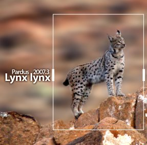 Dosya:Lynxlynx.png