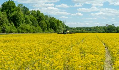 Justin Buss plants soybeans into corn residue and wild mustard using a no-till planter on his farm in Vincennes, Indiana on May 13, 2021. (Indiana NRCS photos by Brandon O’Connor)