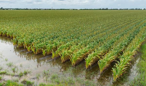 flooded corn field