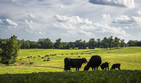 Black angus cows on a green pasture.