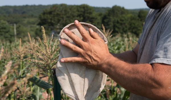 Cecarelli Farms pest check