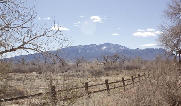 Cottonwoods at the Santa Ana Pueblo