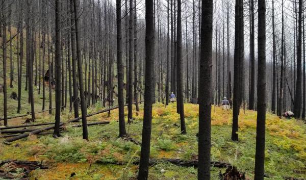 Understory growth in a burned forest stand.