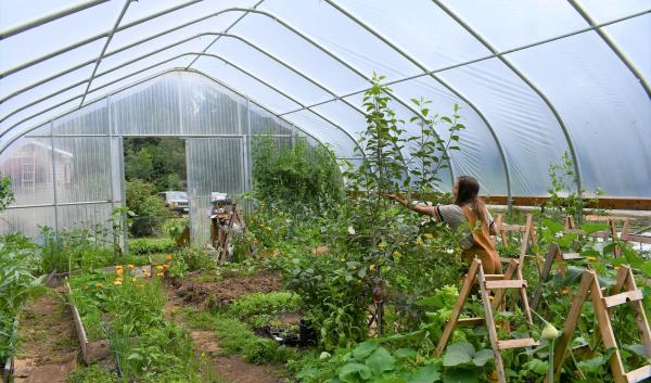 A woman picks fruit from a tree in a high tunnel. 