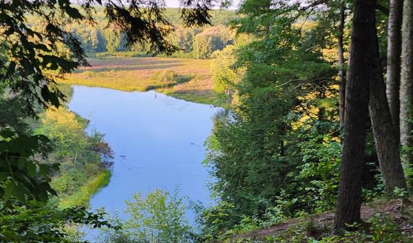 Lake view from the forest