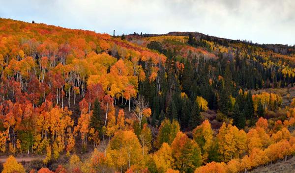 trees with yellow fall colors