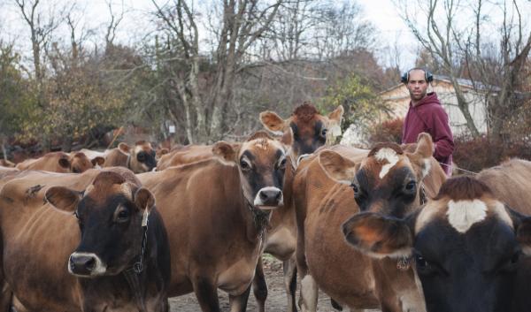 Farm worker, Ethan, brings the cows to the barn for afternoon feeding.