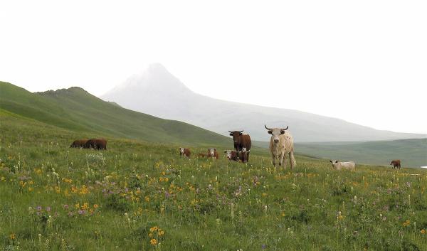 Cattle graze in a field with wildflowers