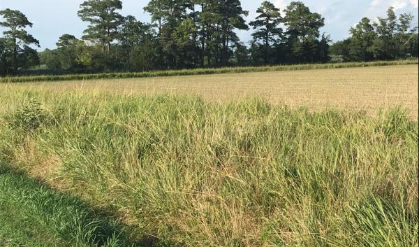 Salt tolerant buffer strip of Eastern gamagrass