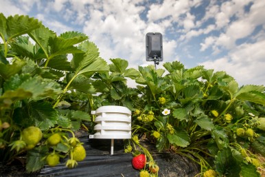 Temperature and air humidity sensors for field monitoring in strawberries