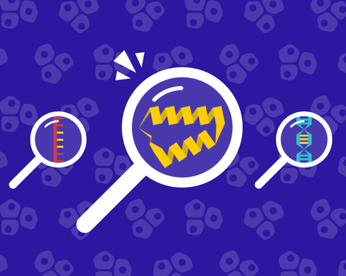 Illustration of three magnifying glasses showing RNA, proteins, and DNA. The magnifying glass showing a protein is emphasized in the center.