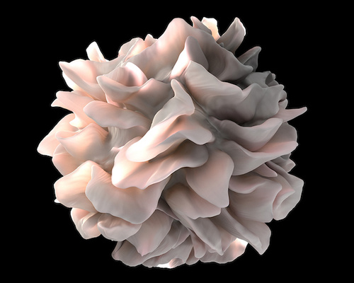 Model of a normal dendritic cell, a kind of immune cell, illustrated in white on a black background.