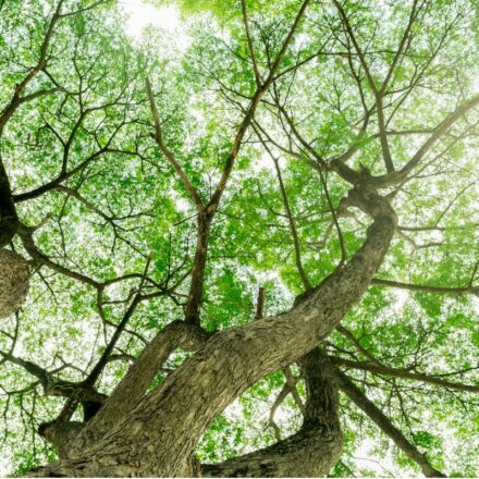 View from the ground of tree canopy, including leaves and branches and sunlight visible.