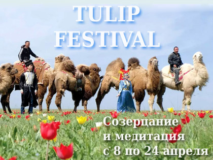 Tulip Festival