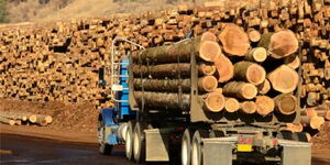 An undated photo of a truck transporting timber logs 