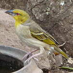 Tisserin gendarme