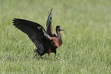 Ibis falcinelle