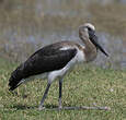 Jabiru d'Afrique