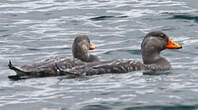 Brassemer de Patagonie