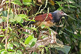 Coucal à ventre blanc