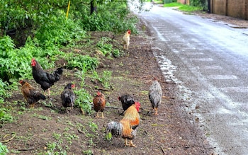 The chickens forage along Common Lane in Snettisham