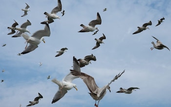 Royal Mail apologises for delays caused by 'dive-bombing' seagulls