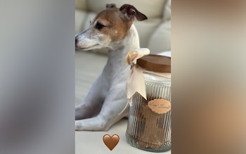Duchess of Sussex's dog biscuit offering