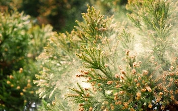 Sanbu-sugiSanbu-sugi Cedar