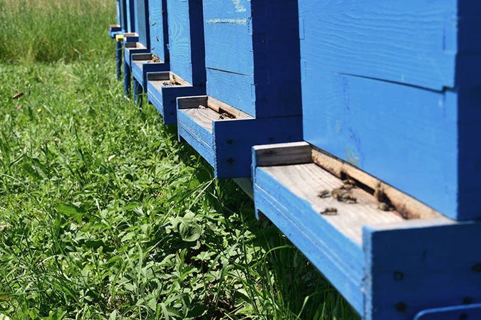 Women survivors of conflict related sexual violence received grants for beekeeping and honey production, including the purchase of hives, beekeeping equipment, bees, and queen. Photo: Dorina Babuni