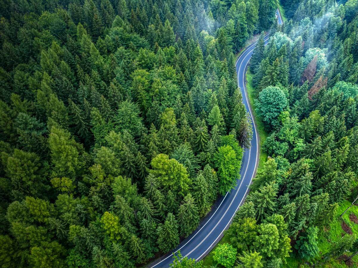 Overhead view of forest and roac