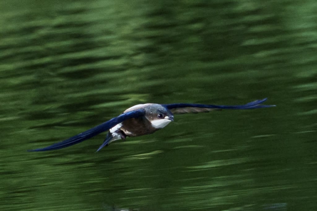 ハリオアマツバメの飛翔（3） - 徒然なる野鳥のままに悠々散歩