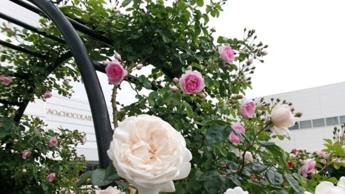 薔薇を楽しみゴルフ観戦も楽しむ北海道の夏