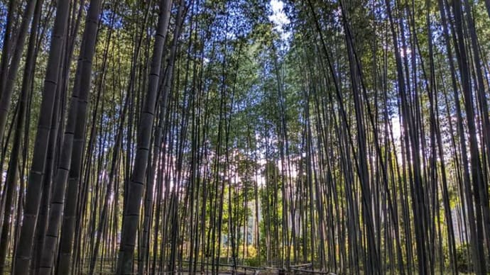 京都・嵯峨野、大覚寺の大沢池（１）