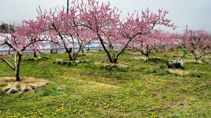 桃畑の花が見ごろに　＆ピピチン