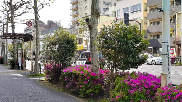 お花で一休み（164） 夕張メロンの匂いだと思った花