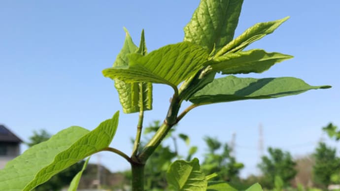 ウオーキング中に出会った植物など＿イタドリ(虎杖・板取)