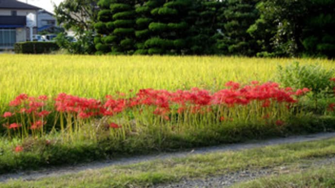 秋の風景（広島県福山市郊外）