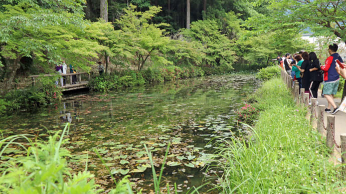 名もなき池　通称モネの池