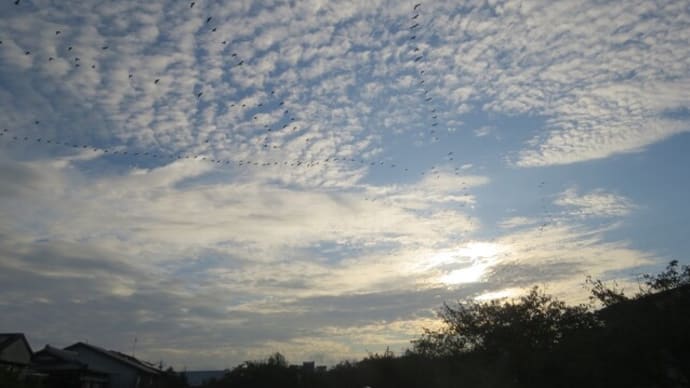 うろこ雲が綺麗な秋の空