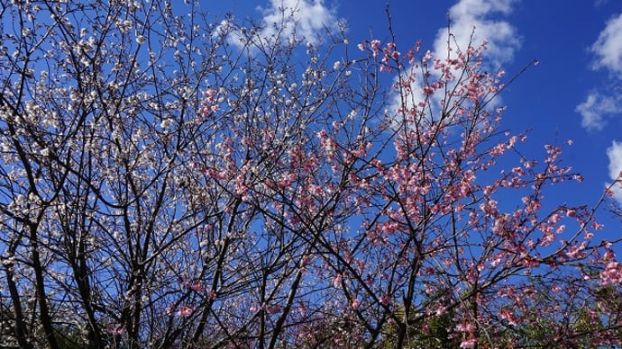 早咲きの伊豆で春散策～白浜桜の里～