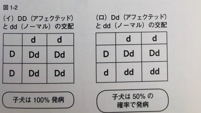 遺伝？　　その4